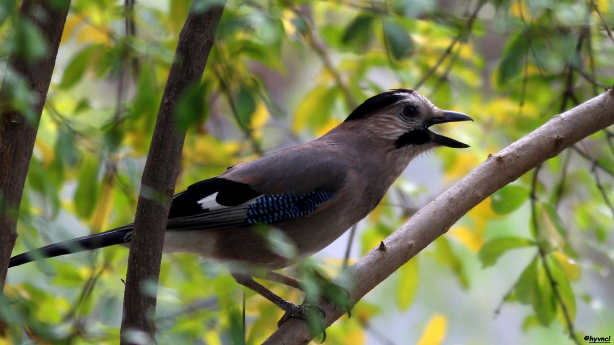 Eurasian Jay