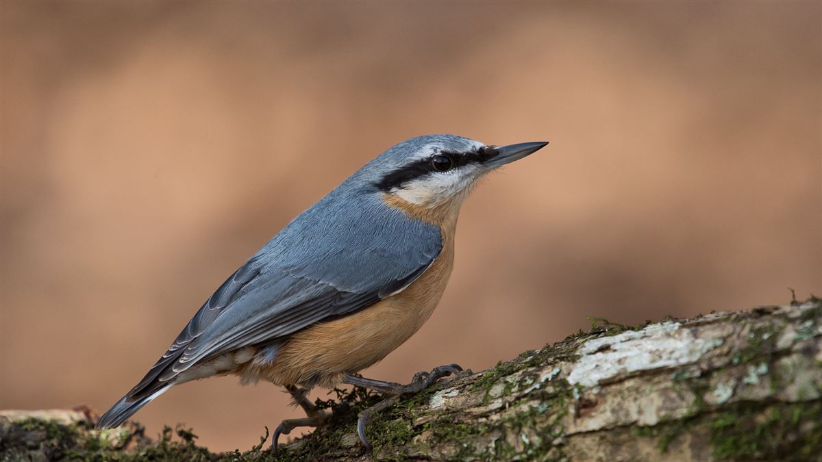 Eurasian Nuthatch