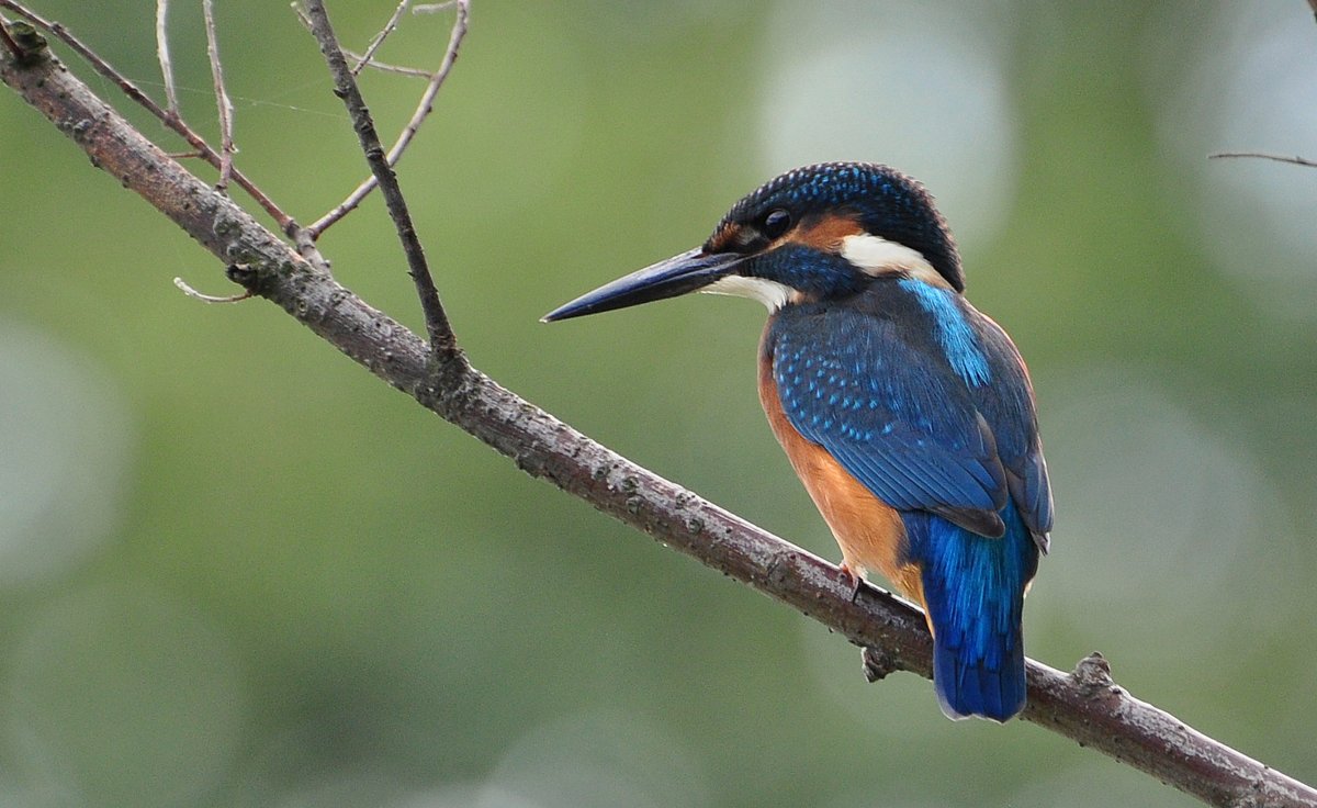 Common Kingfisher