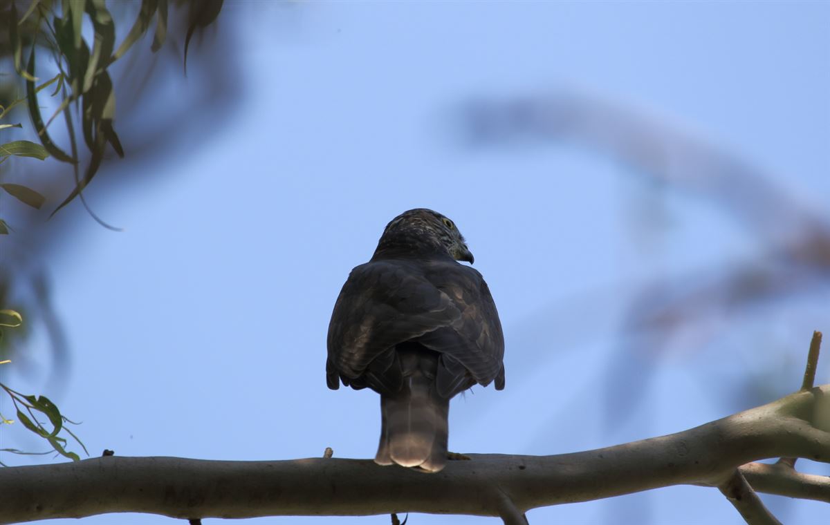 Eurasian Sparrowhawk
