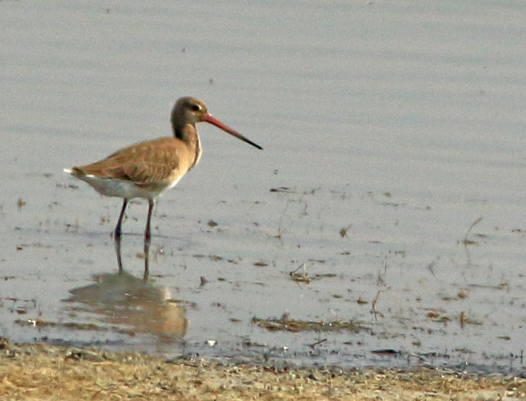 Black-tailed Godwit