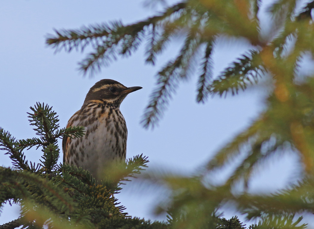Redwing