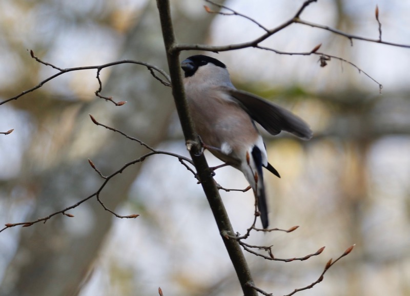 Eurasian Bullfinch