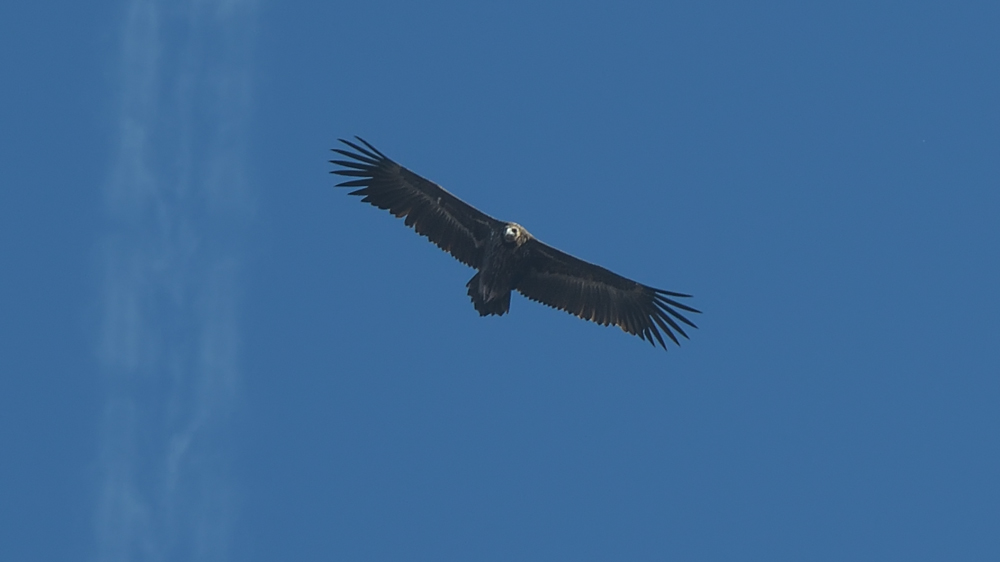 Cinereous Vulture