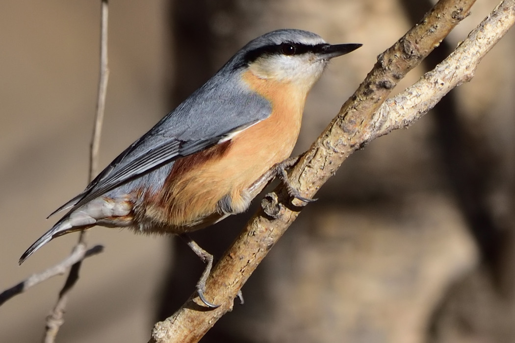 Eurasian Nuthatch
