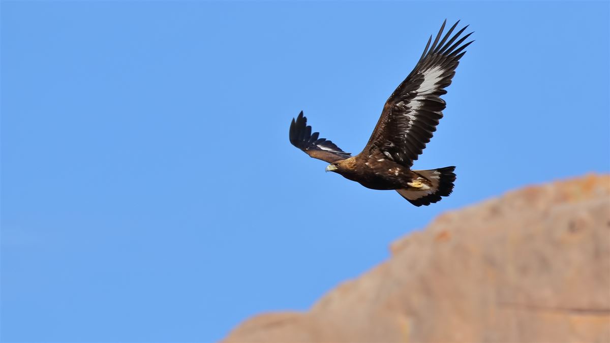 Golden Eagle