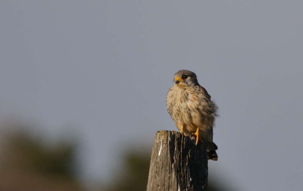 Common Kestrel