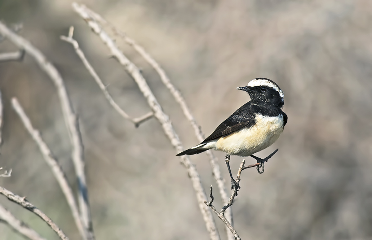 Cyprus Wheatear