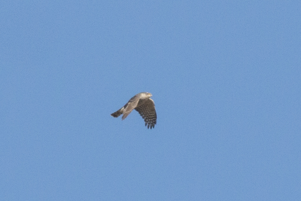 Eurasian Sparrowhawk