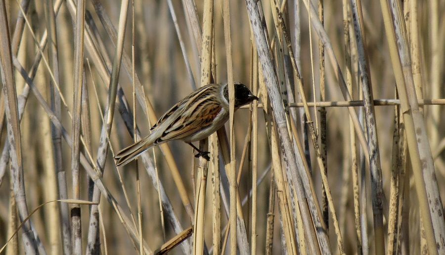 Common Reed Bunting