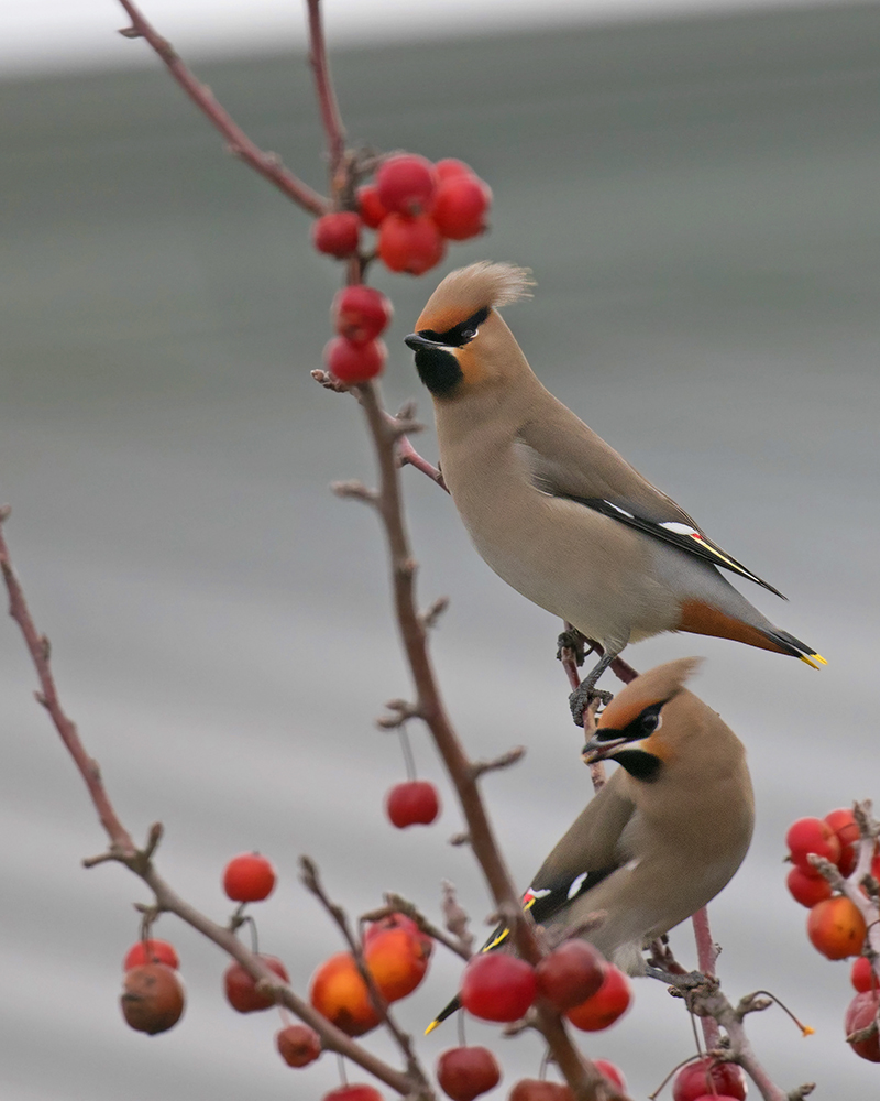 Bohemian Waxwing