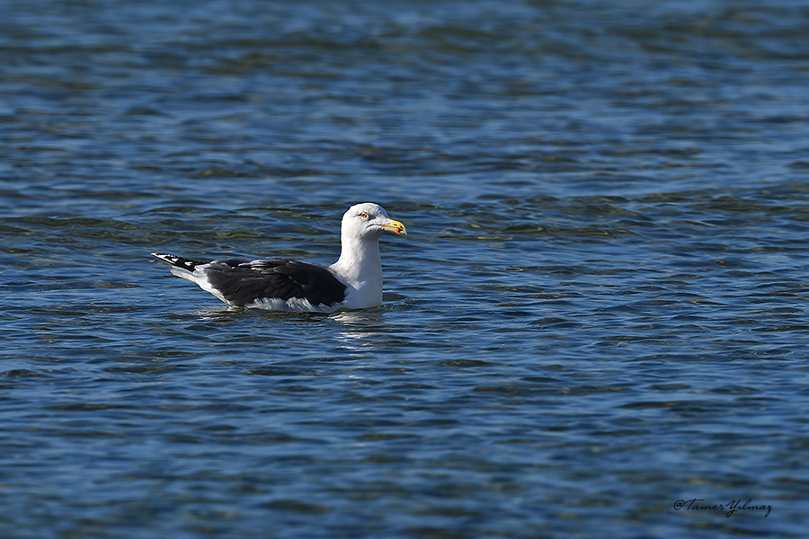 Great Black-backed Gull
