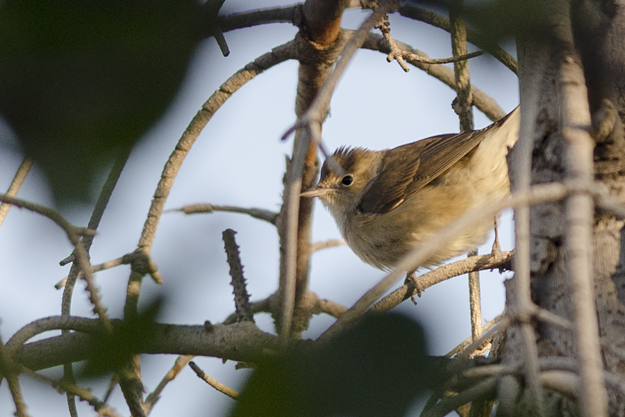Garden Warbler