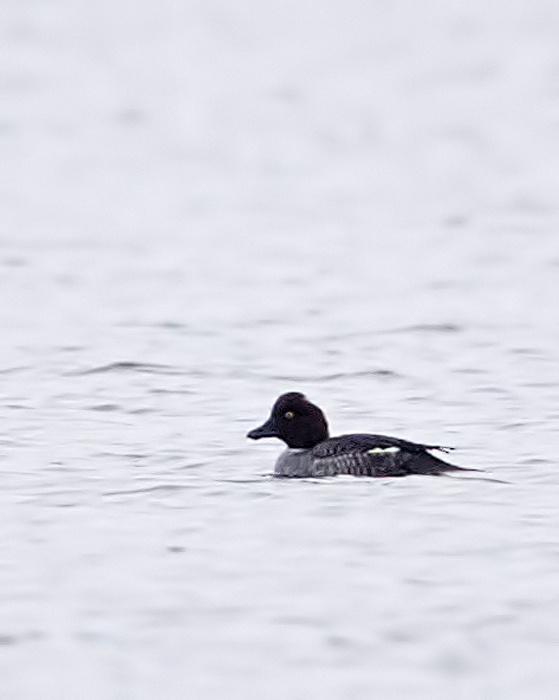 Common Goldeneye
