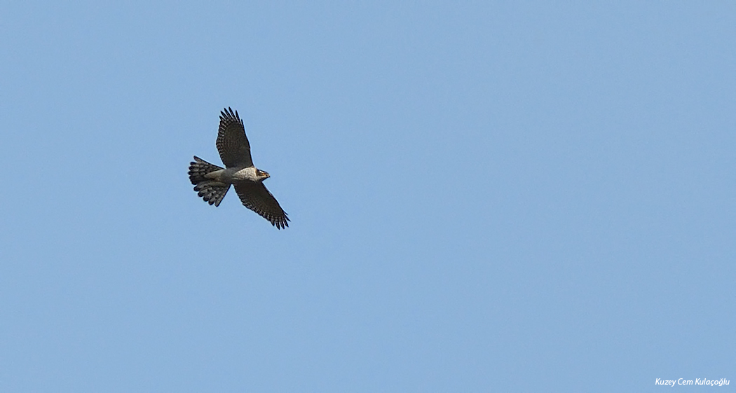 Eurasian Goshawk