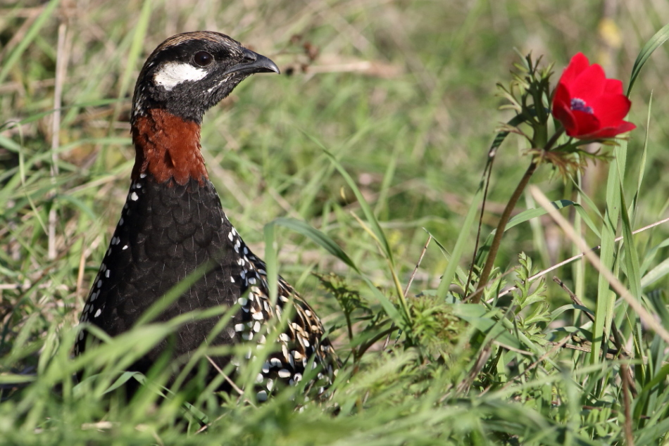 Black Francolin