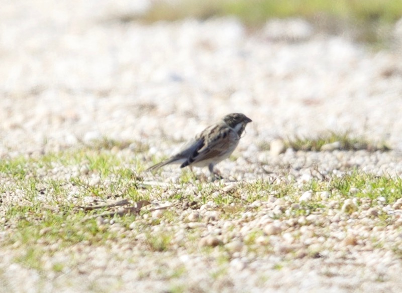Common Reed Bunting