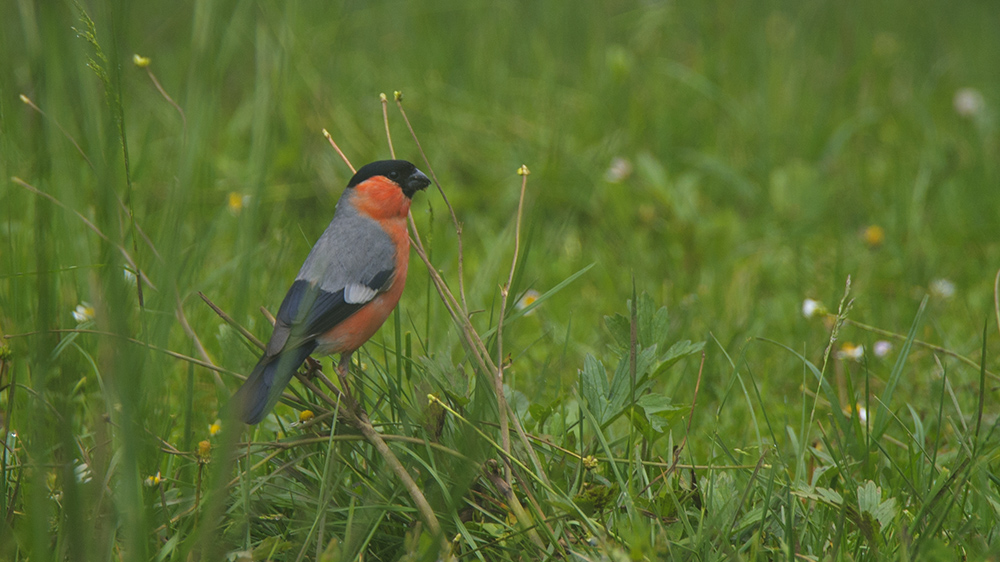 Eurasian Bullfinch