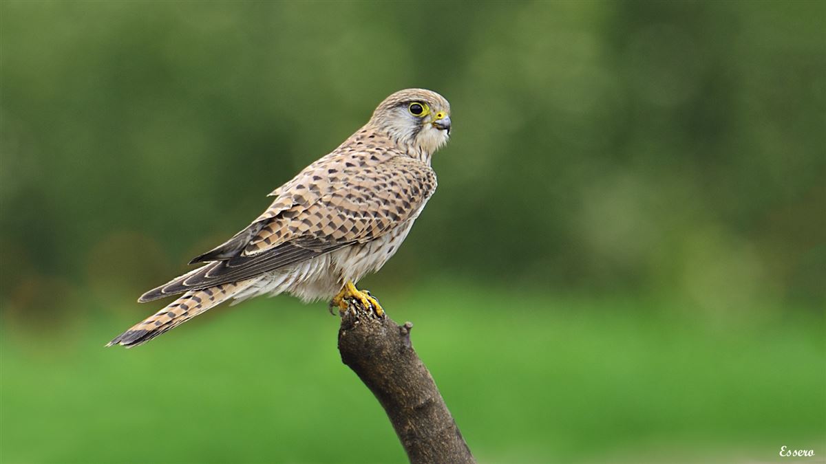 Common Kestrel