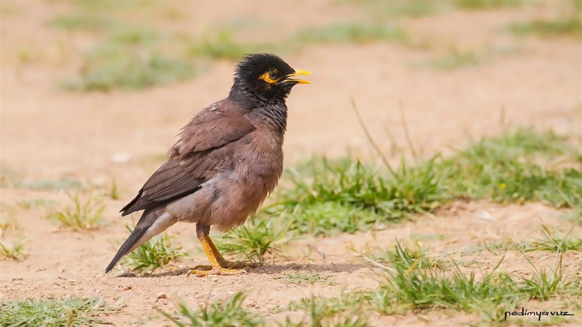 Common Myna