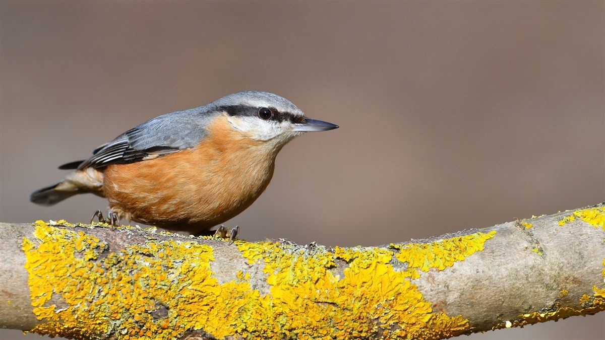 Eurasian Nuthatch