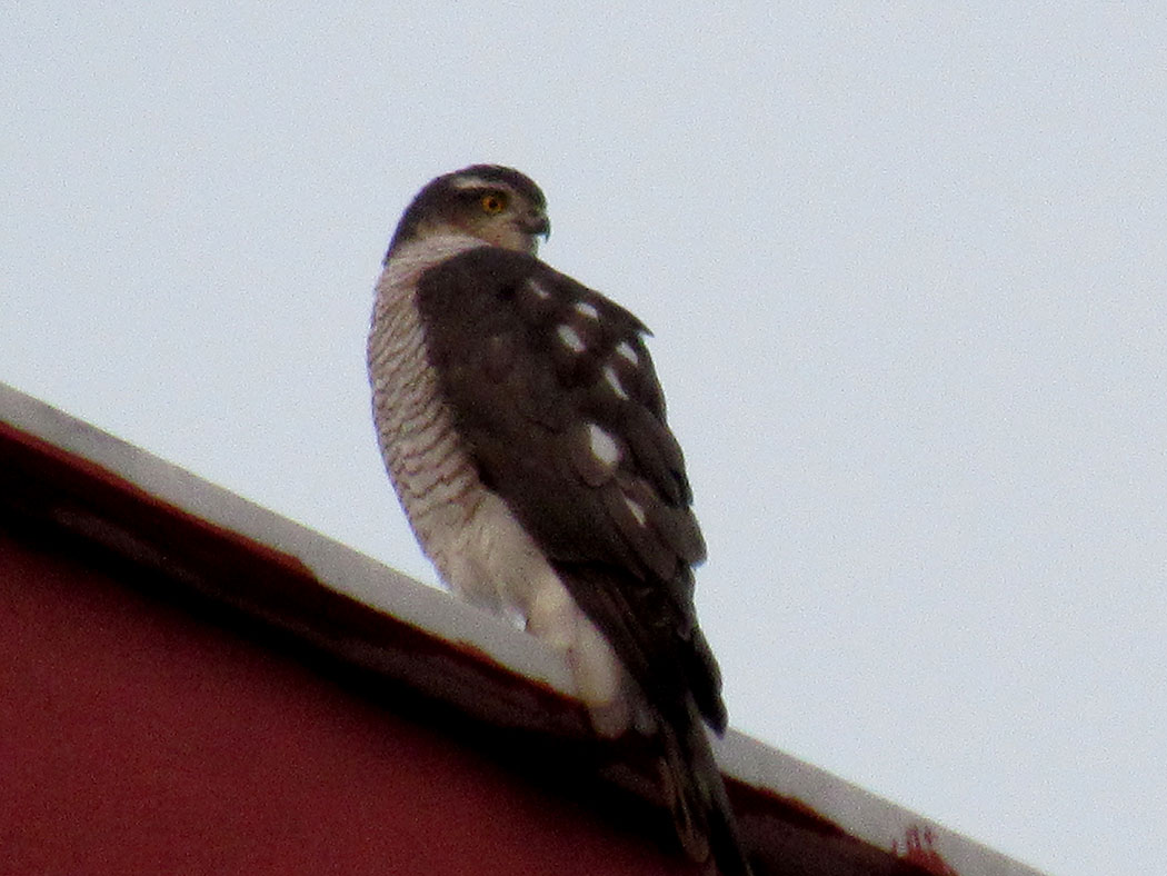 Eurasian Sparrowhawk
