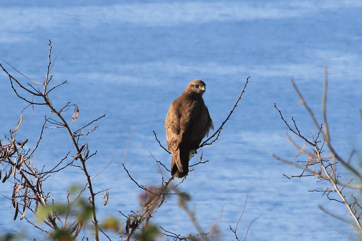 Common Buzzard
