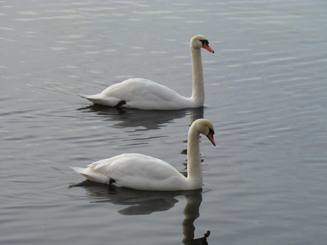 Mute Swan