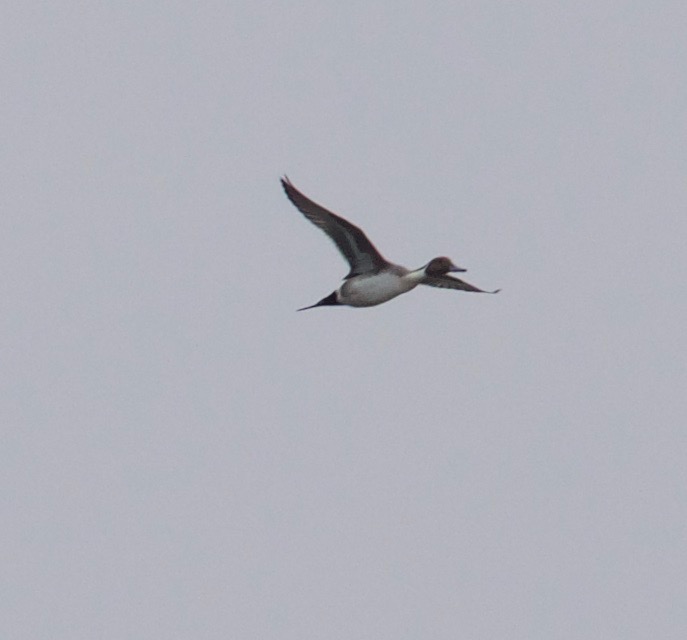 Northern Pintail