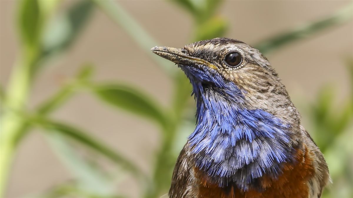 Bluethroat