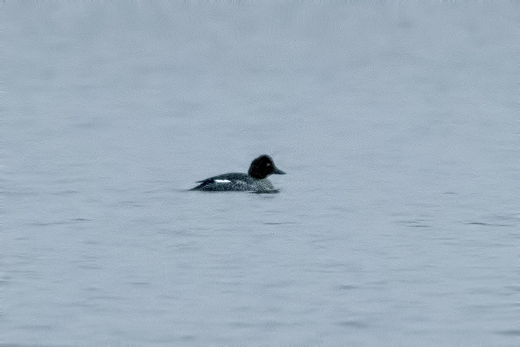 Common Goldeneye