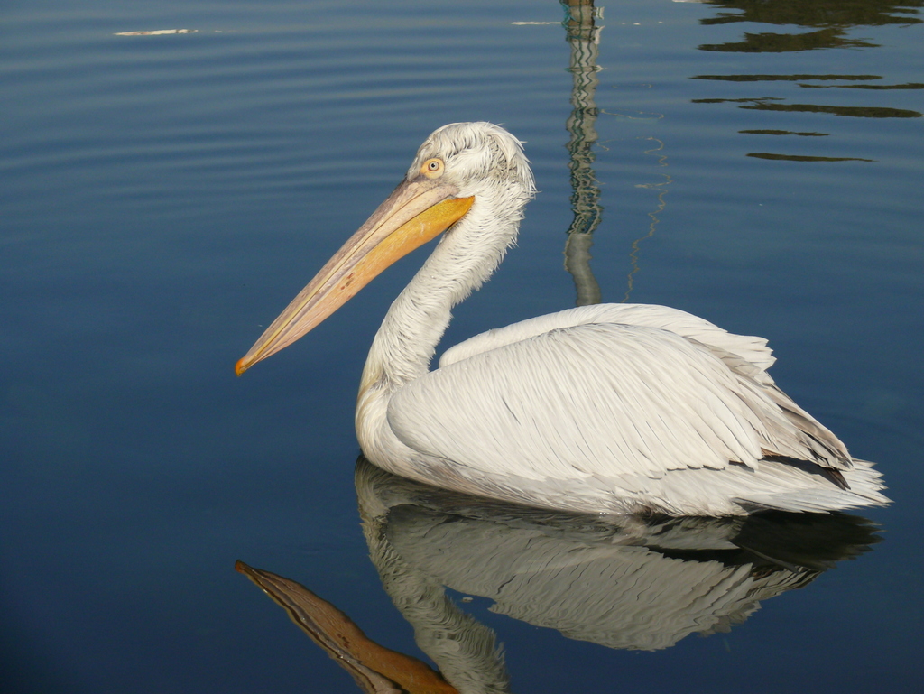 Dalmatian Pelican