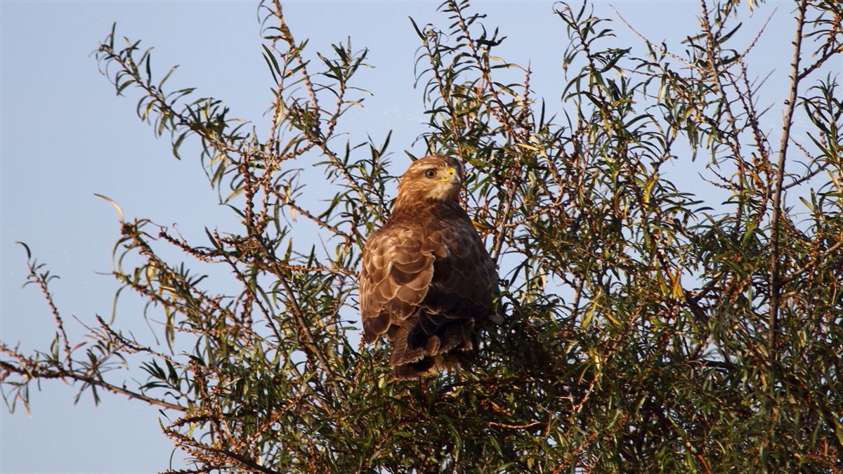 Common Buzzard