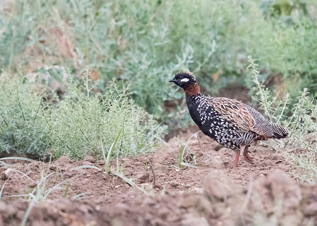 Black Francolin