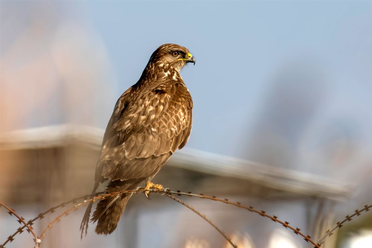 Common Buzzard