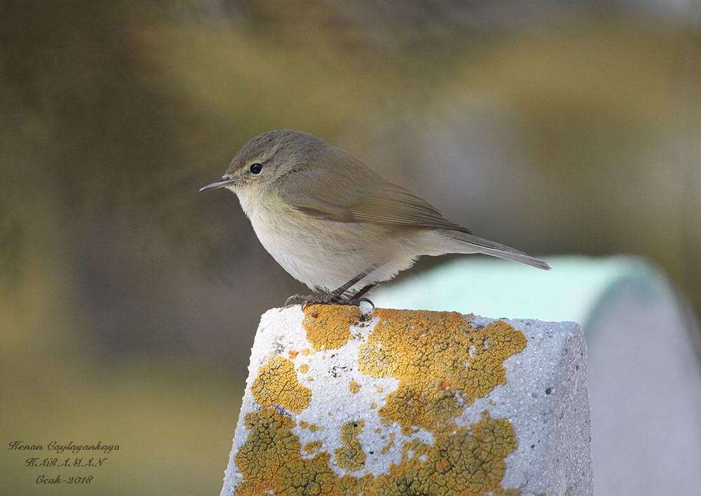 Common Chiffchaff