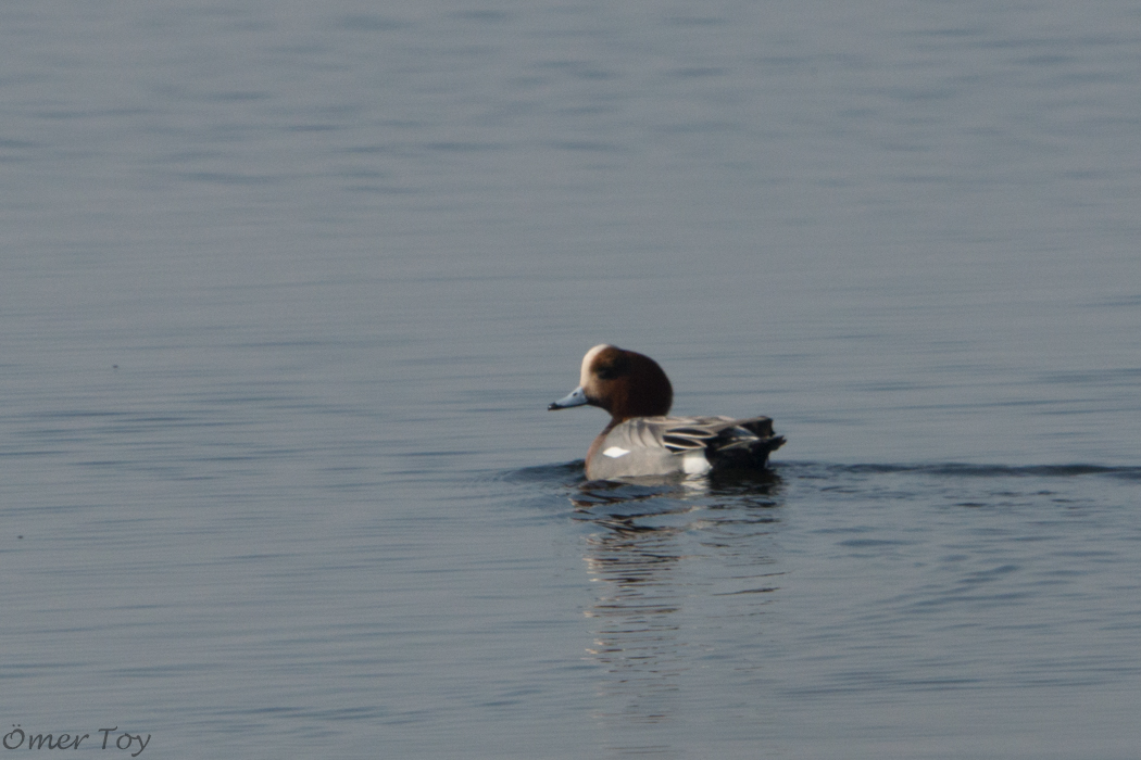 Eurasian Wigeon