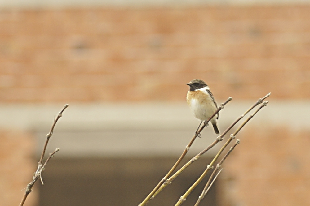 European Stonechat