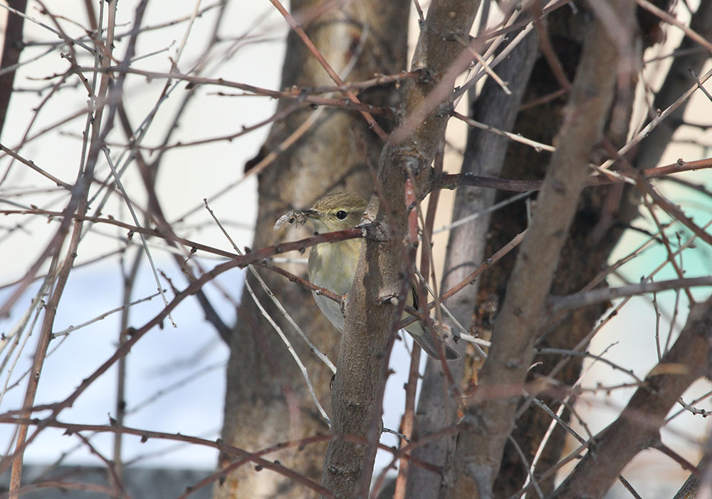 Common Chiffchaff