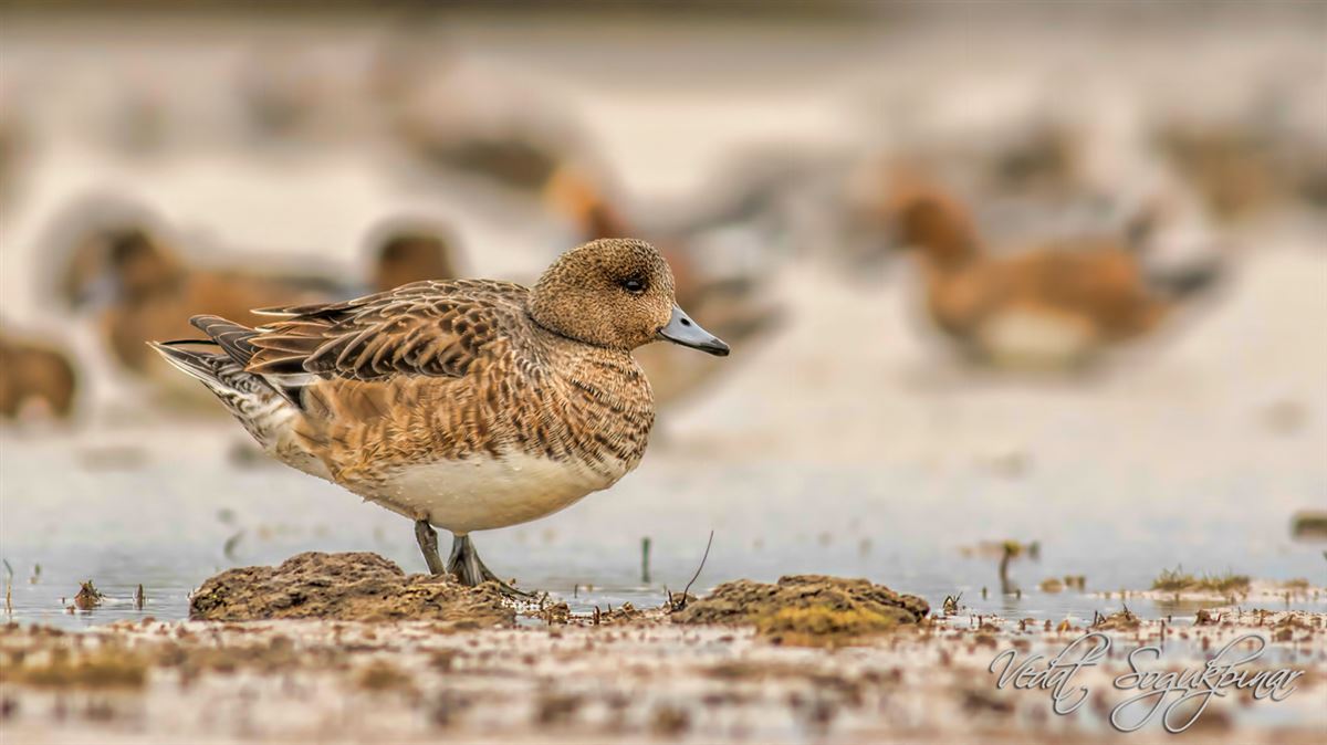 Eurasian Wigeon