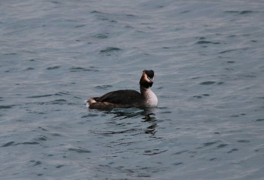 Great Crested Grebe