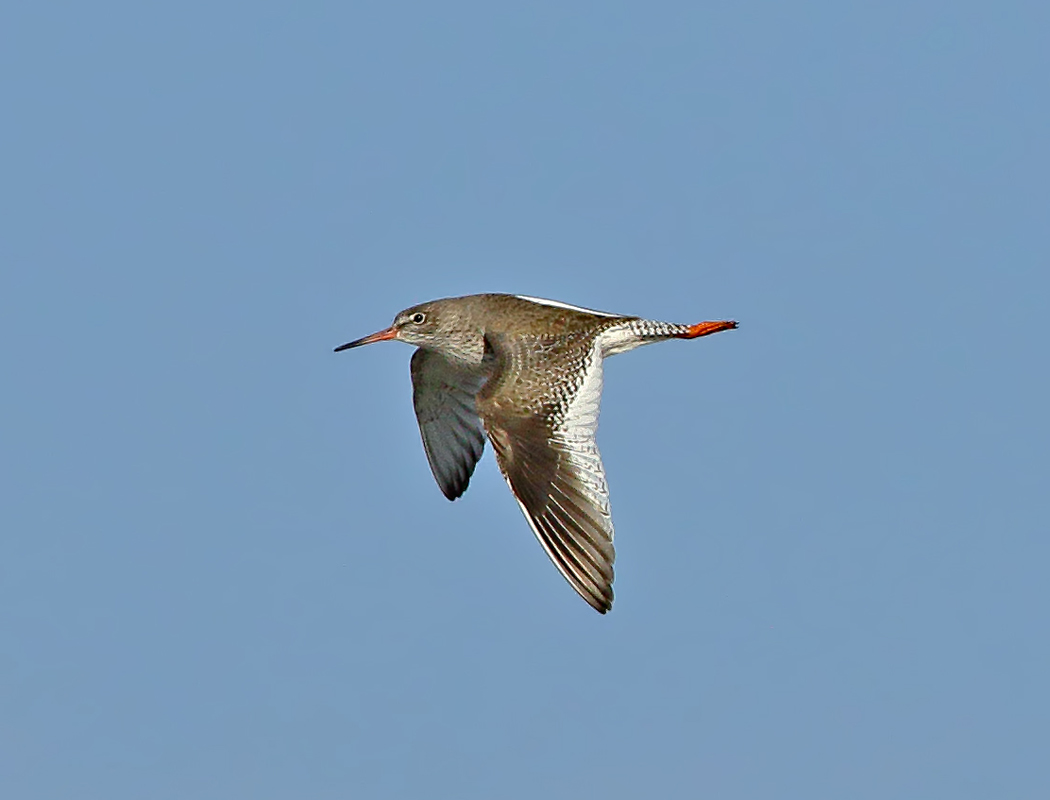 Common Redshank