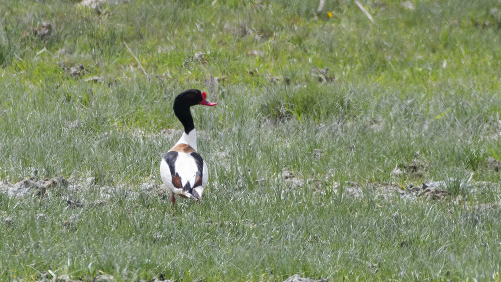 Common Shelduck