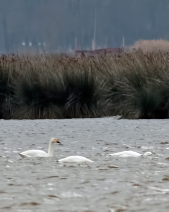 Tundra Swan