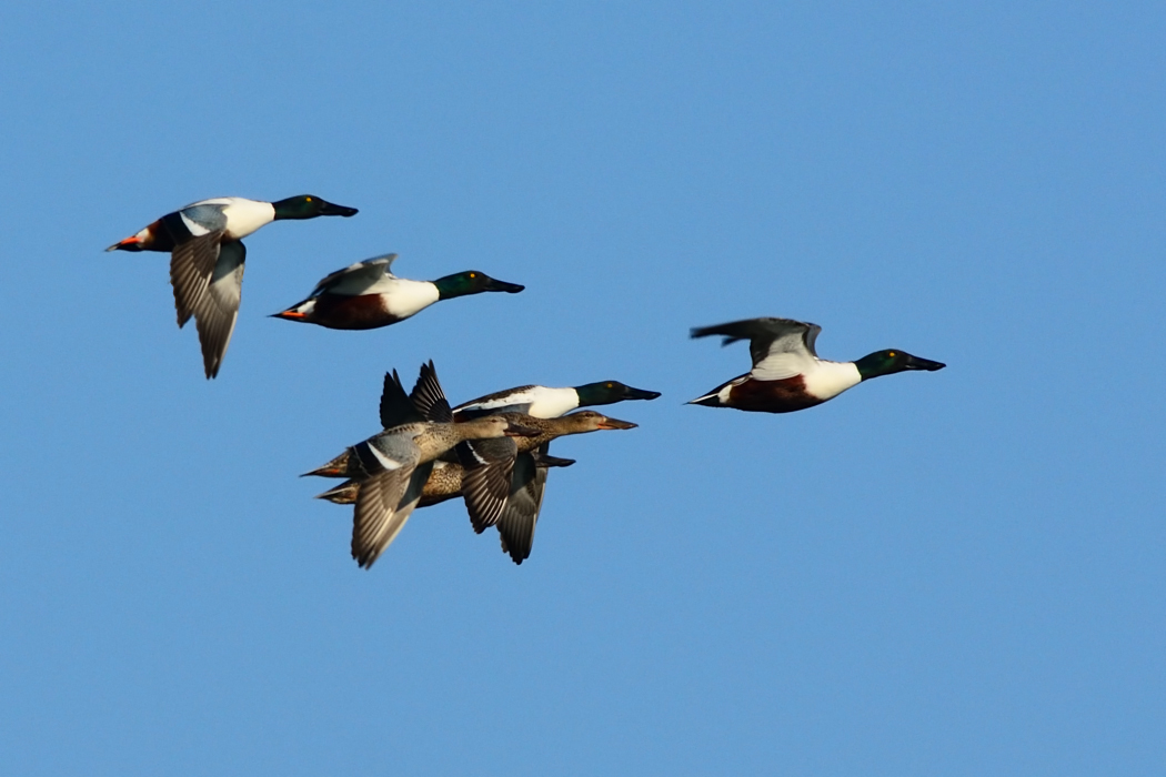 Northern Shoveler