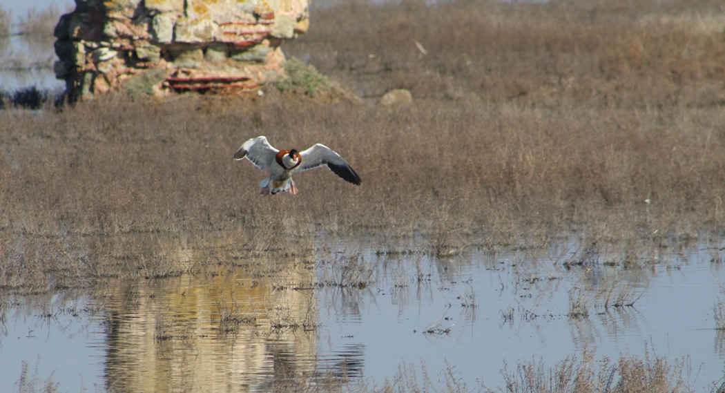 Common Shelduck