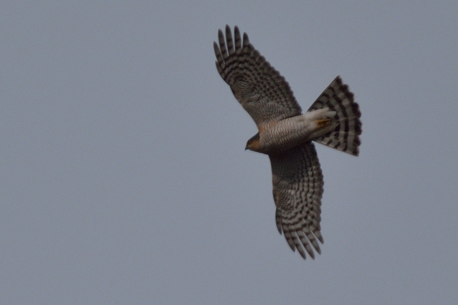 Eurasian Sparrowhawk