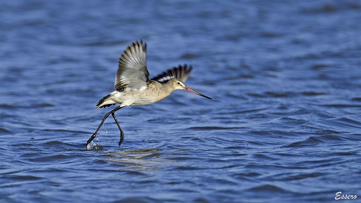 Black-tailed Godwit