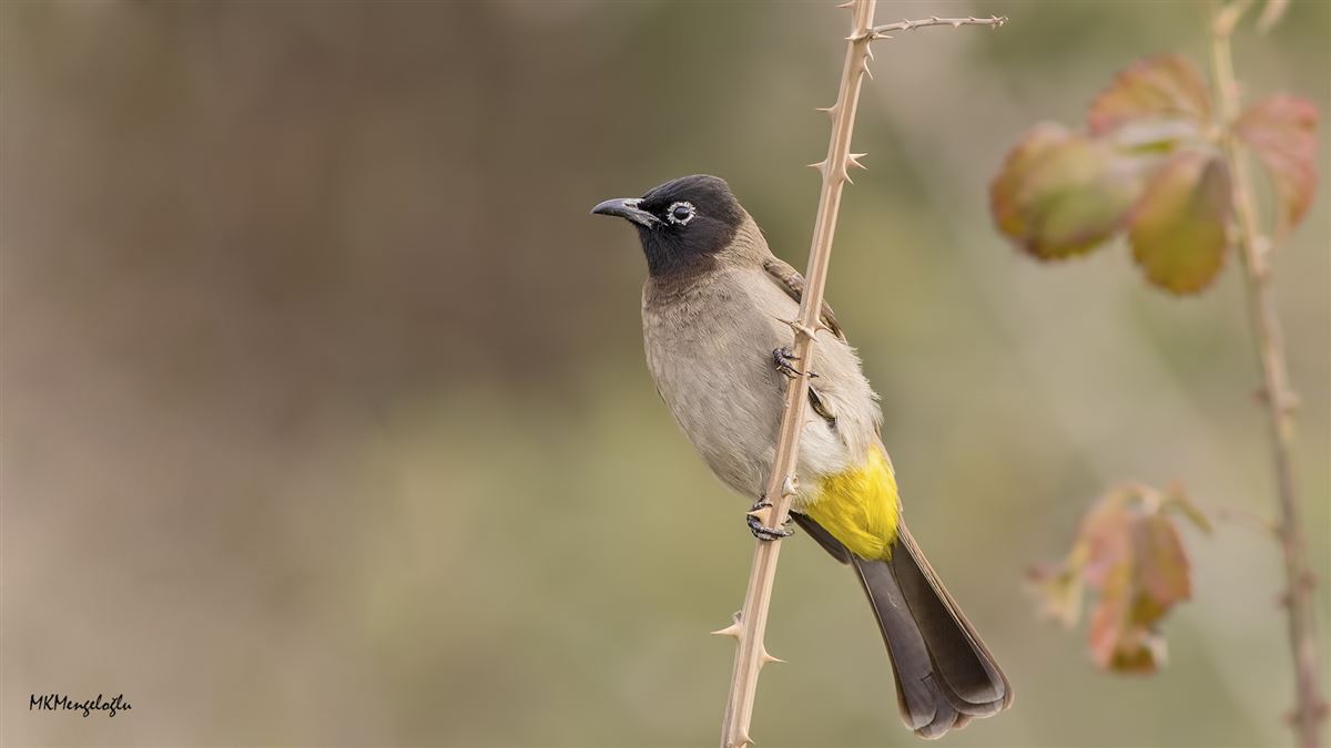White-spectacled Bulbul