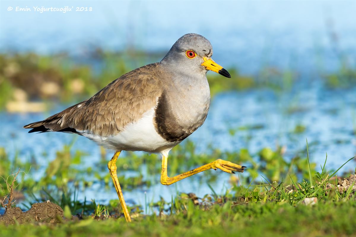 Grey-headed Lapwing